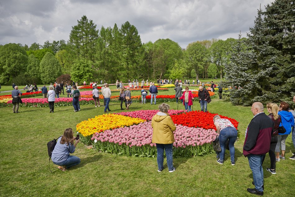 Kwitnące tulipany w Ogrodzie Botanicznym w Łodzi