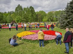 Kwitnące tulipany w Ogrodzie Botanicznym w Łodzi