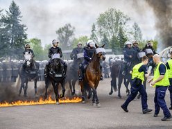 Łódź. Zwierzęta Straży Miejskiej na szkoleniu