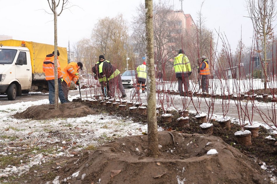 Łódź. Jeszcze więcej zieleni w mieście z ŁBO
