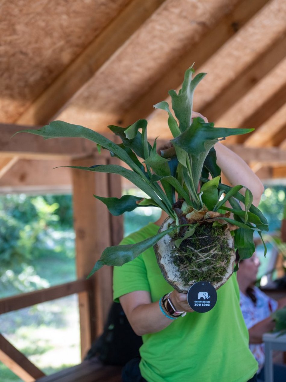 Łódź. Zielona Feta w Orientarium Zoo Łódź. Moc atrakcji na długi weekend