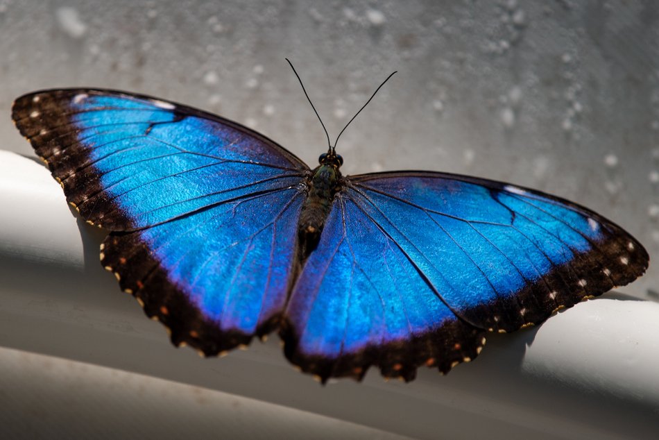 Łódź. Motylarnia w Orientarium Zoo Łódź już otwarta! Zobacz najpiękniejsze motyle świata