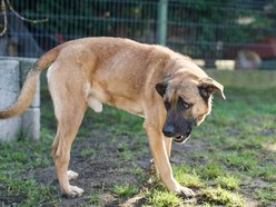 Bemol czeka w schronisku w Łodzi na nowy dom