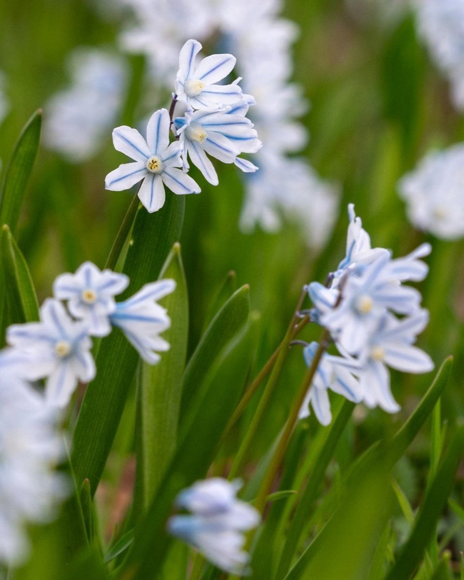 Wiosenny Ogród Botaniczny w Łodzi. Spacer wśród budzącej się do życia przyrody