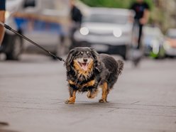 Łódź. Parada Kundelków na Piotrkowskiej
