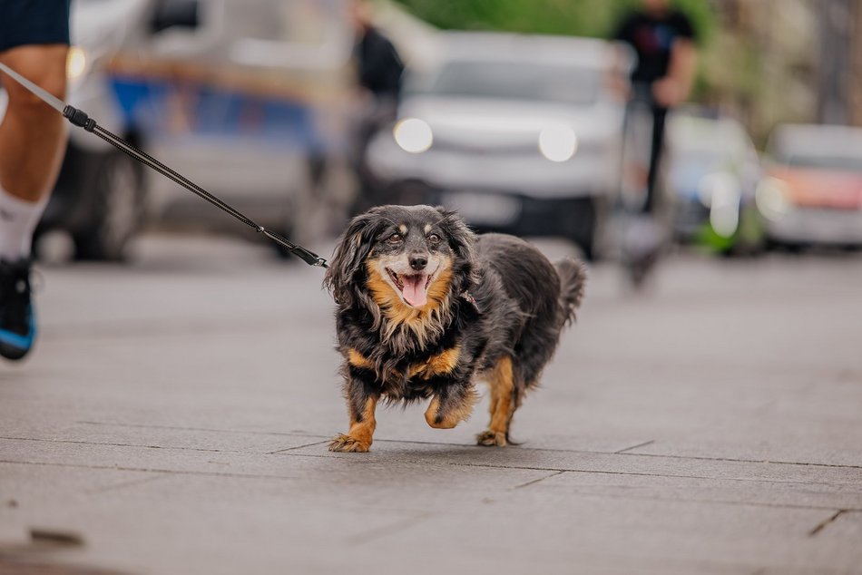 Łódź. Parada Kundelków na Piotrkowskiej