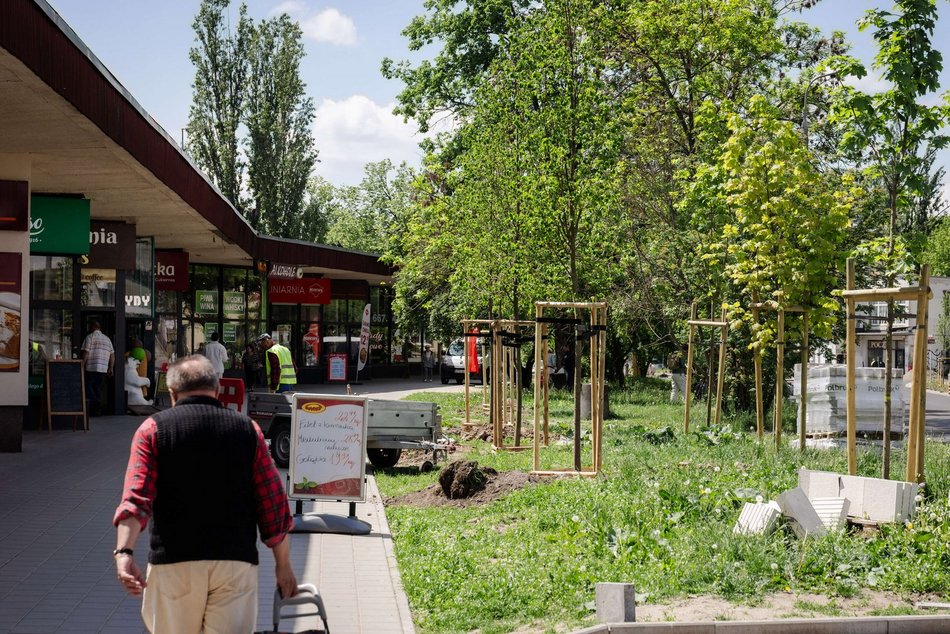 Łódź. Nowe drzewa przy ul. Zaolziańskiej na Górnej w Łodzi