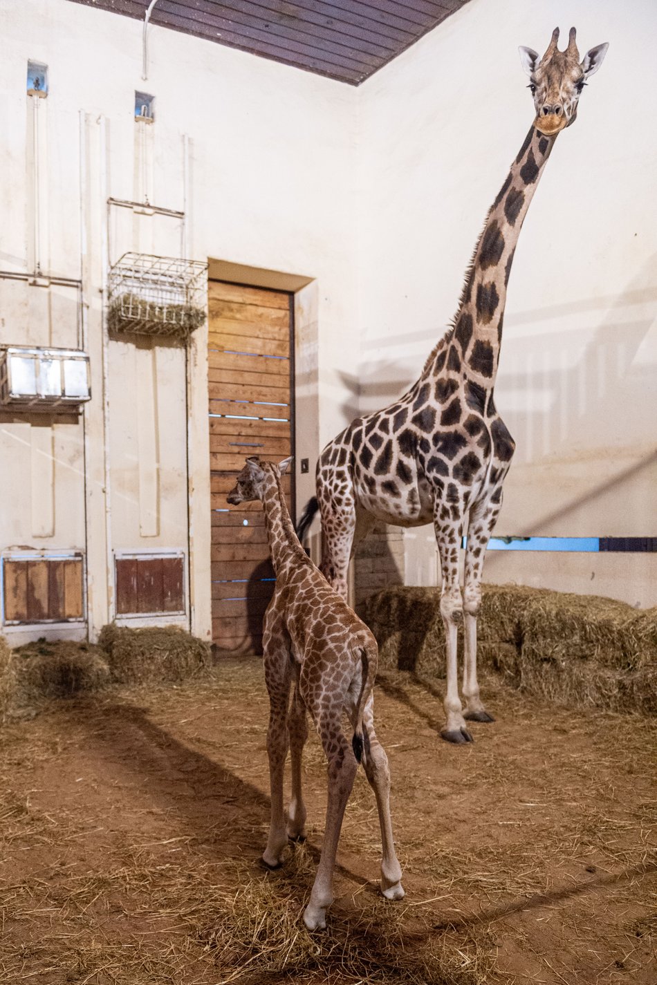 Narodziny żyrafy w Orientarium Zoo Łódź