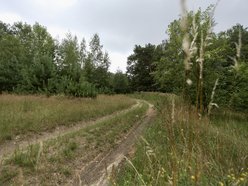 Dwa nowe parki leśne w Łodzi
