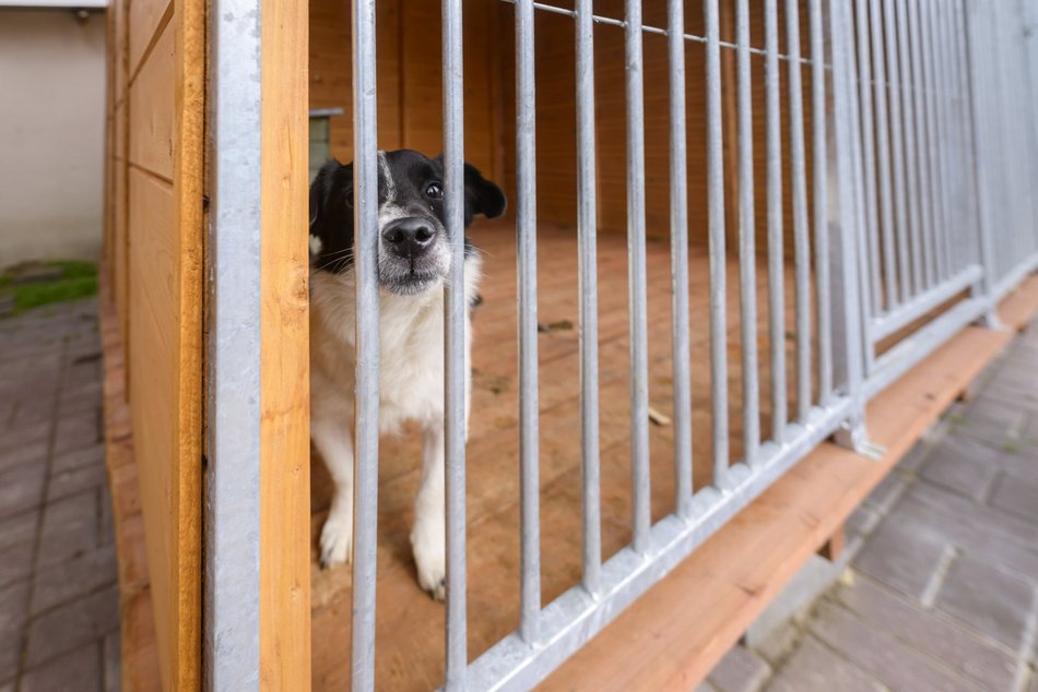 Schronisko w Łodzi świętuje koniec remontu! I zaczyna współpracę m.in. z Widzewem Łódź