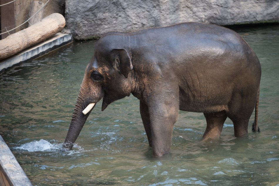 Łódź. Dzień Słonia w Orientarium Zoo Łódź. Tłumy łodzian i mnóstwo dobrej zabawy