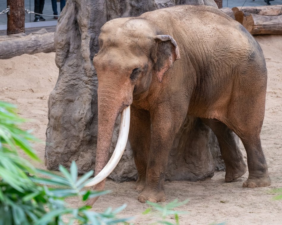 WOŚP 2025 w Łodzi. Orientarium Zoo Łódź gra z Wielką Orkiestrą Świątecznej Pomocy!