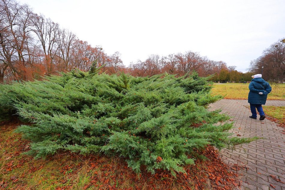 Łódź. Skwery i zieleńce piękne nie tylko wiosną i latem