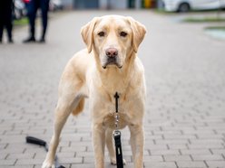 Łódź. Strażnik Maks. Uroczy labrador nowym funkcjonariuszem Straży Miejskiej w Łodzi