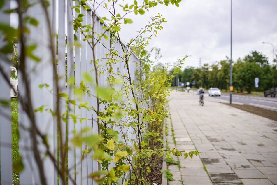 Więcej zieleni przy alei Unii. Przy Atlas Arenie będzie piękniej!