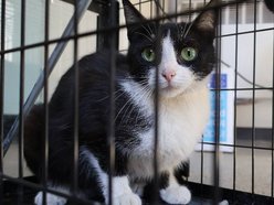 Łódź. Zielonooka Inka ze schroniska w Łodzi czeka na nowy dom. Podaruj go jej!