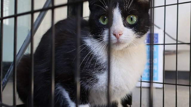 Zielonooka Inka ze schroniska w Łodzi czeka na nowy dom. Podaruj go jej! [ZDJĘCIA]