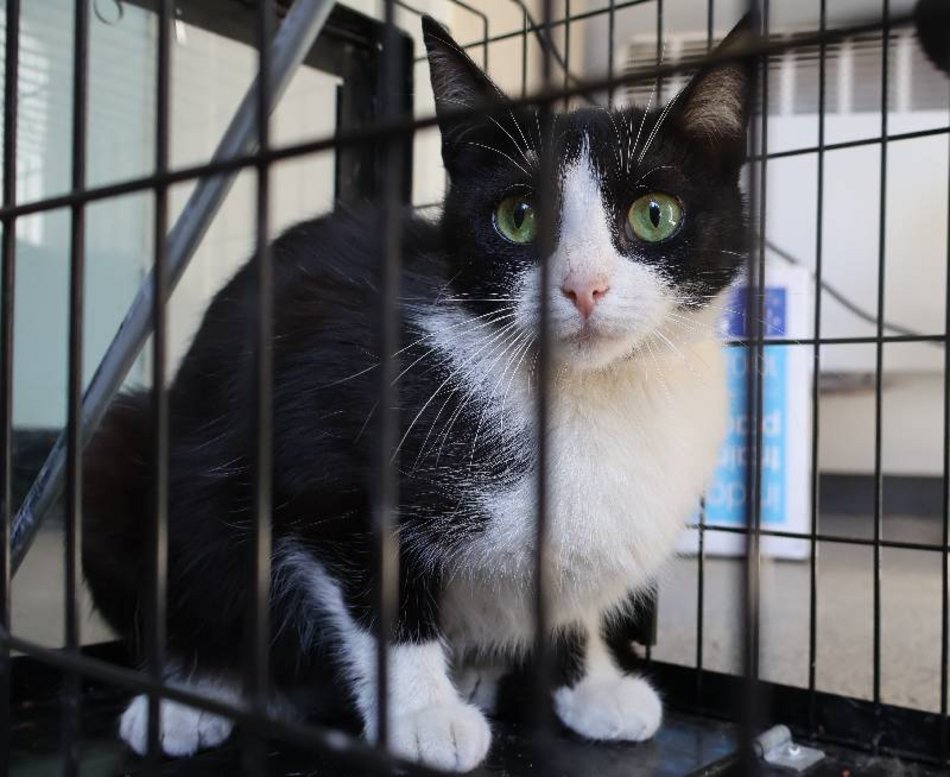 Łódź. Zielonooka Inka ze schroniska w Łodzi czeka na nowy dom. Podaruj go jej!