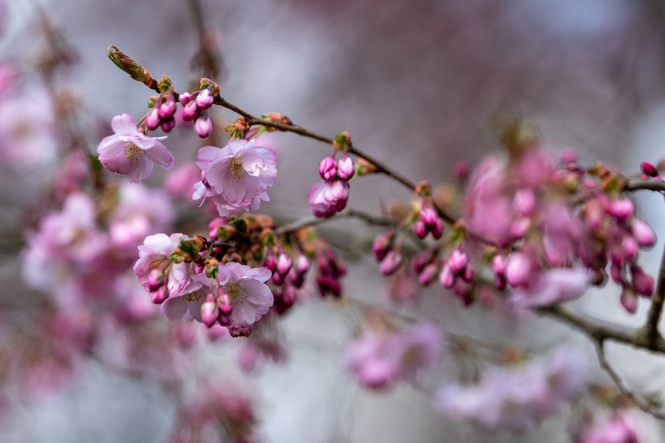 Wiosenny Ogród Botaniczny w Łodzi. Spacer wśród budzącej się do życia przyrody