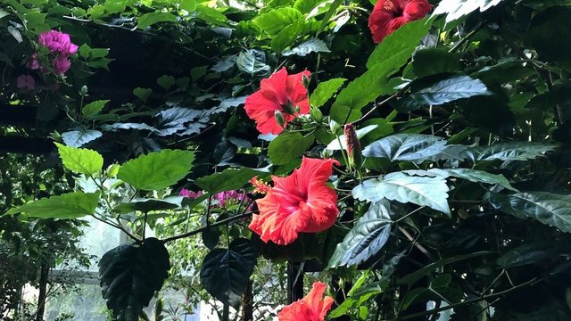 Końcówka lata w Palmiarni w Łodzi. Czas kwiatów, owoców i niezwykłych atrakcji