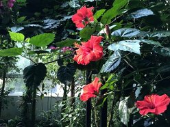 Łódź. Końcówka lata w Palmiarni w Łodzi. Czas kwiatów, owoców i niezwykłych atrakcji