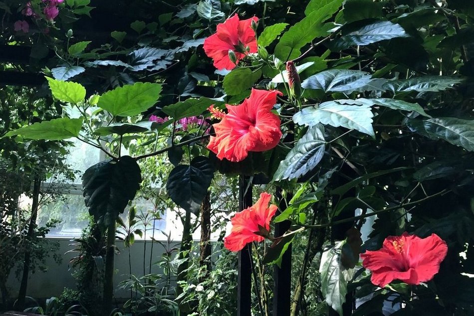 Łódź. Końcówka lata w Palmiarni w Łodzi. Czas kwiatów, owoców i niezwykłych atrakcji