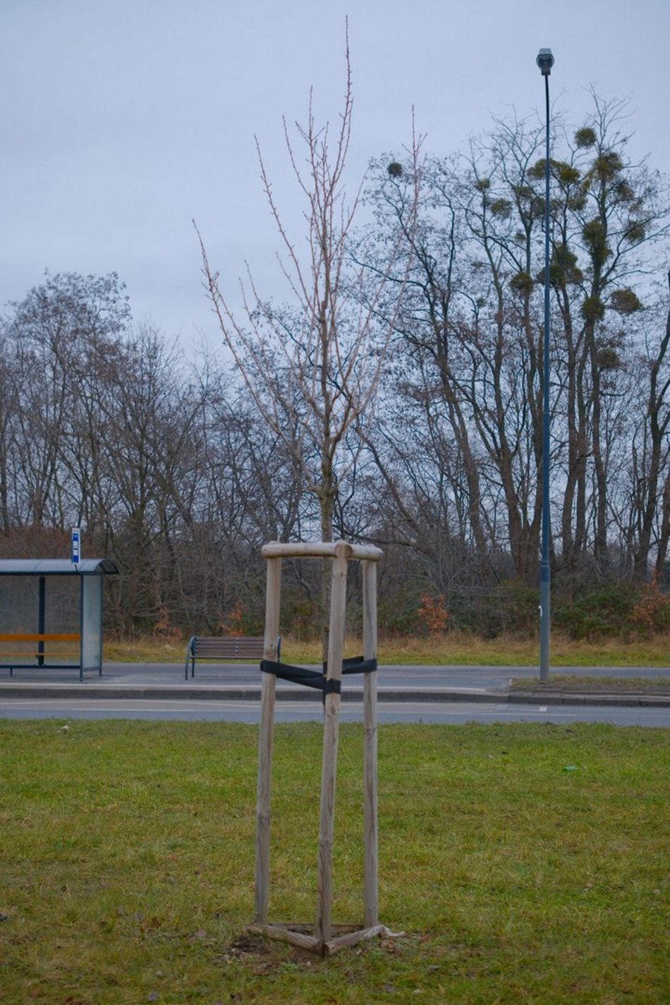 Łódź. Nasadzenia na ul. Puszkina w Łodzi