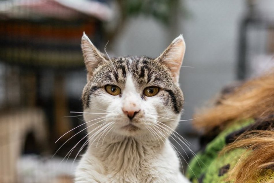 Łódź. Kocie walentynki w schronisku w Łodzi. Zobacz zdjęcia ze spotkania adopcyjnego