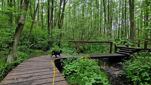 To nie Mazury to Łódź. Gdzie znaleźć te wyjątkowe kładki? [MAPA]