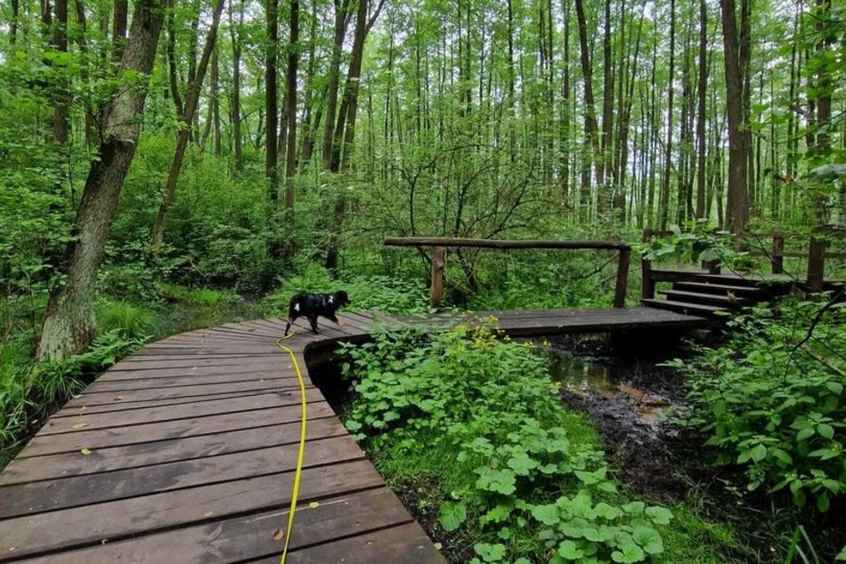 Łódź. To nie Mazury to Łódź. Gdzie znaleźć te wyjątkowe kładki?