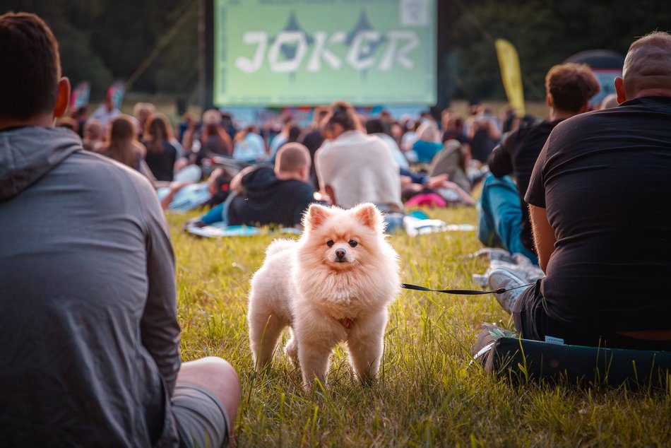 Łódź. TME Polówka w Łodzi powraca. Ponad 220 filmów, 35 lokalizacji i wiele atrakcji