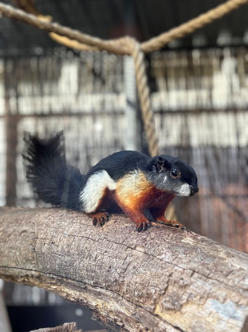 Łódź. Wiewiórka trójbarwna