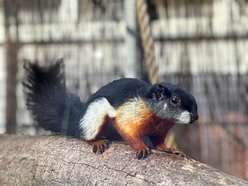 Łódź. Wiewiórka trójbarwna