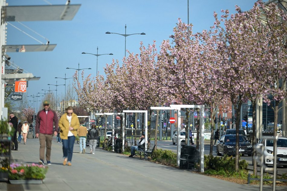 Łódź. Zielona trasa W-Z w Łodzi. Ponad 2 tysiące drzew kwitnie od Retkini po Olechów!