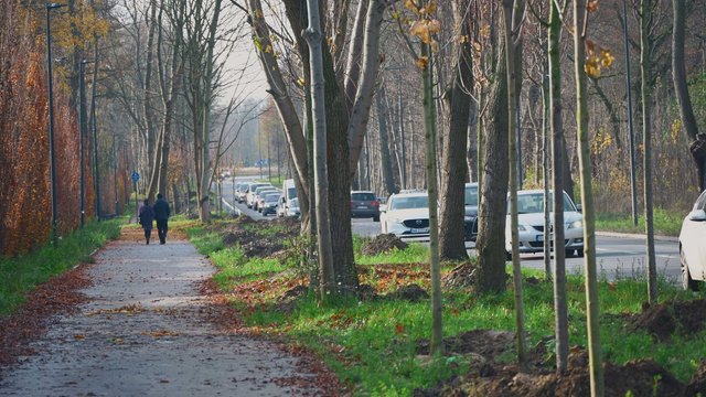 Niemal 300 nowych drzew przy Szczecińskiej w Łodzi! Więcej zieleni dla łodzian