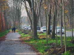 Niemal 300 nowych drzew na ul. Szczecińskiej w Łodzi