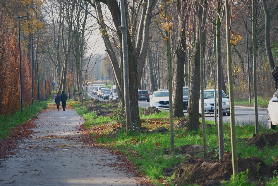 Niemal 300 nowych drzew na ul. Szczecińskiej w Łodzi