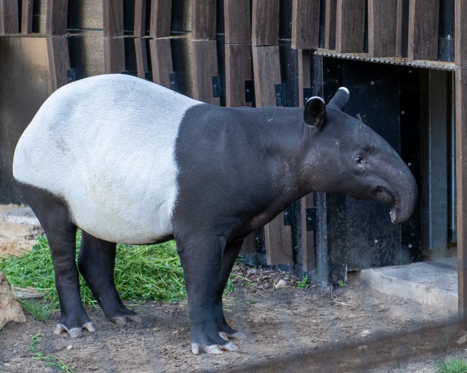 Nowy tapir w Orientarium Zoo Łódź