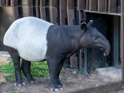 Nowy tapir w Orientarium Zoo Łódź