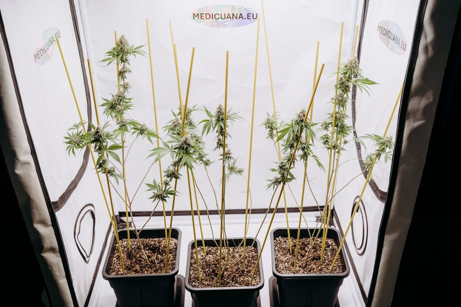 WeedWeek Days w Łodzi trwa