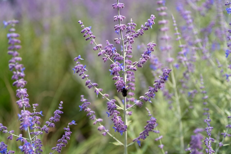 Perowskia łobodolistna przy Uniwersyteckiej!