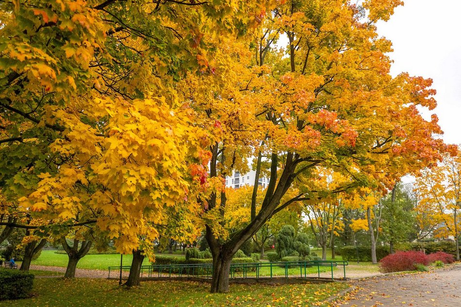 Łódź. Jesienne kadry z parków