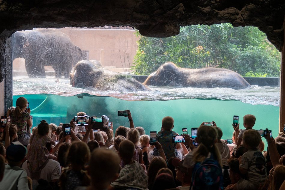 Łódź. Dzień Słonia w Orientarium Zoo Łódź. Tłumy łodzian i mnóstwo dobrej zabawy
