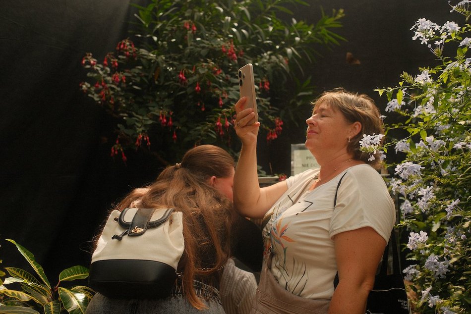 Łódź. Motyle z tropików na długi weekend. Kolorowa wystawa w Palmiarni