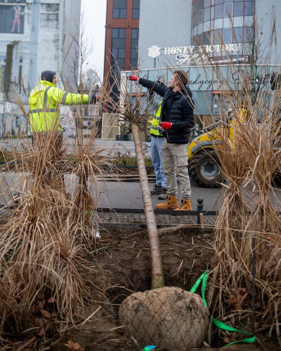 Łódź. Różowa aleja w centrum. Przy Piłsudskiego trwają nasadzenia wiśni japońskich