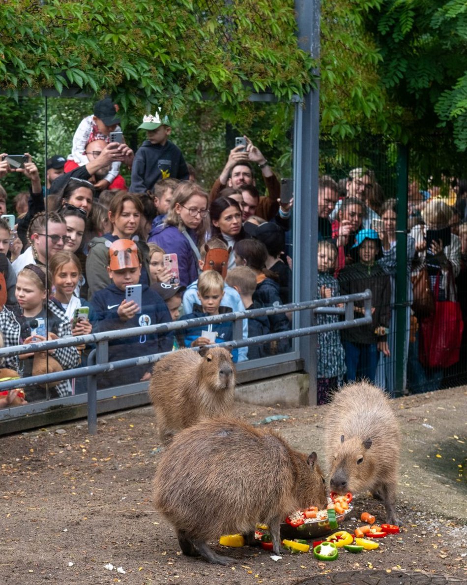 Łódź. Zlot Fanów Kapibary w Orientarium Zoo Łódź. Świetna frekwencja mimo niepogody