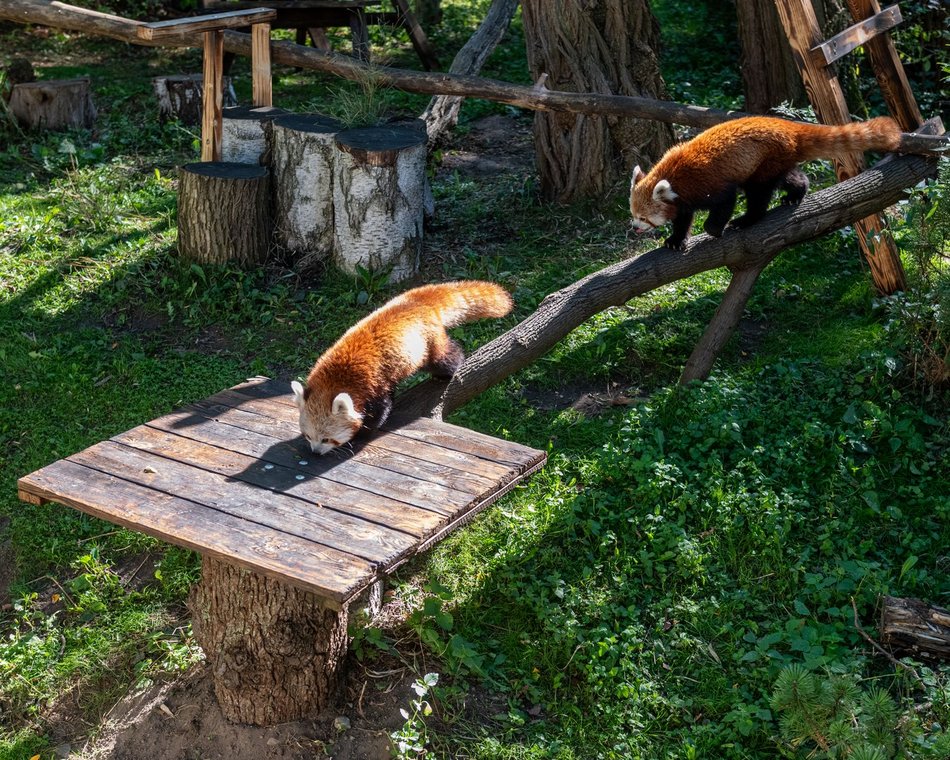 Dzień pandy małej w Orientarium Zoo Łódź