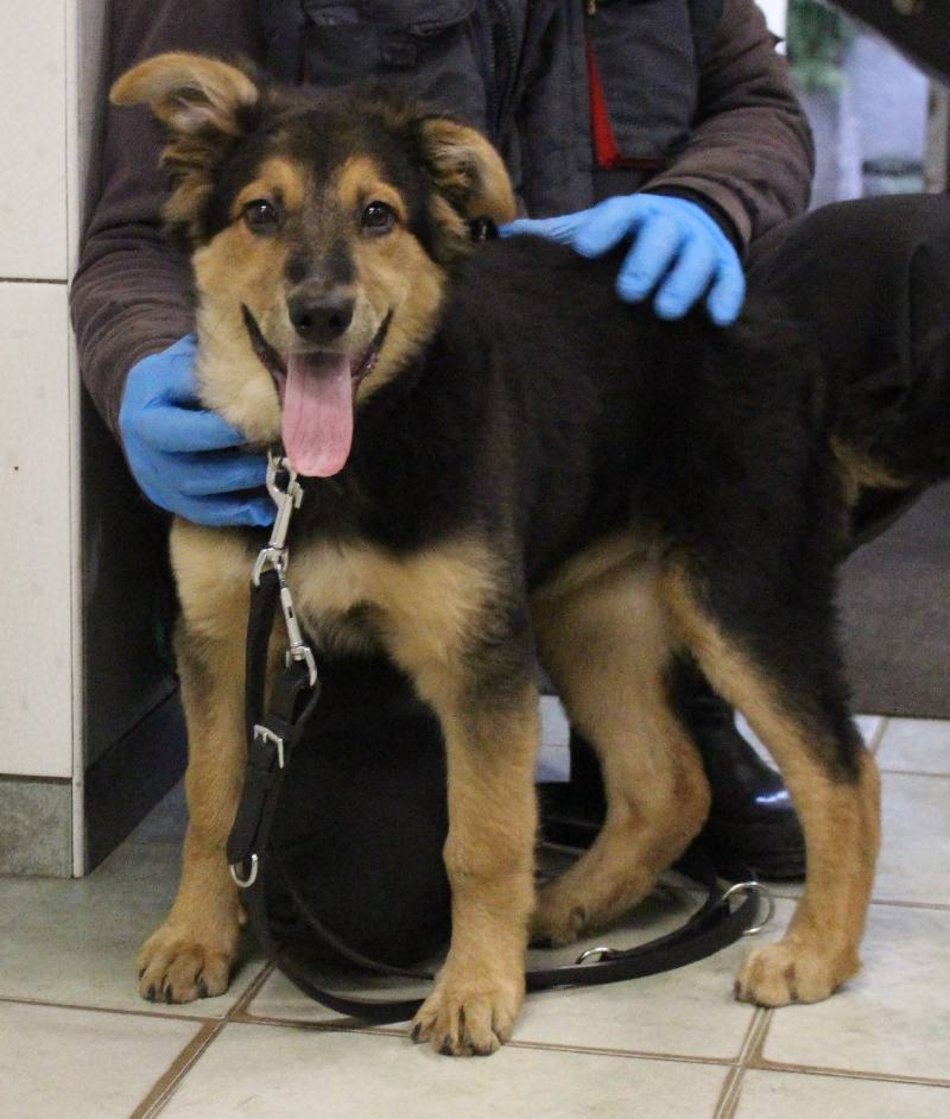 schronisko lodz adopcja pies