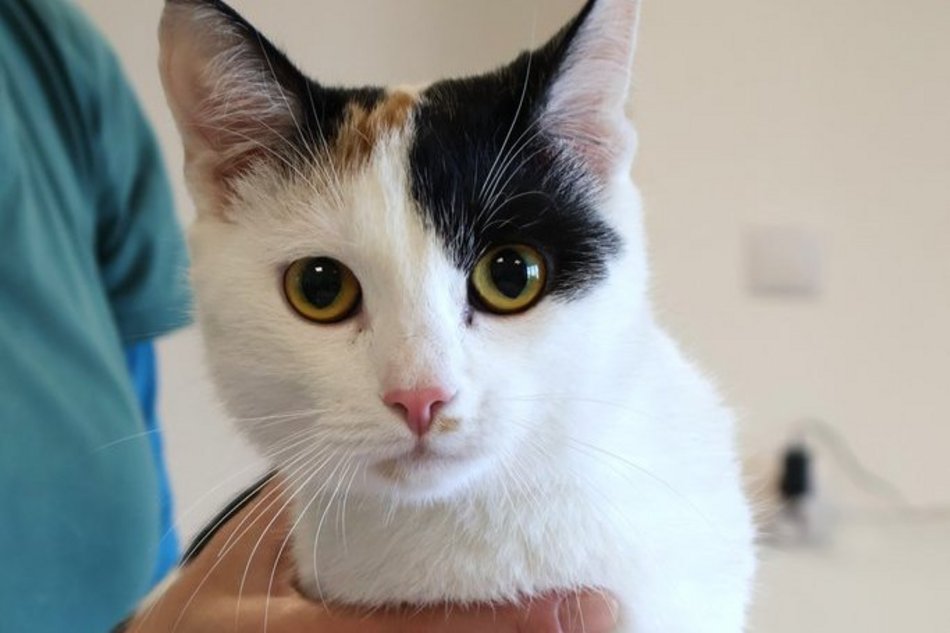 Tosia szuka swojego ktosia. Kotka czeka cierpliwie w schronisku w Łodzi