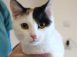 Tosia szuka swojego ktosia. Kotka czeka cierpliwie w schronisku w Łodzi